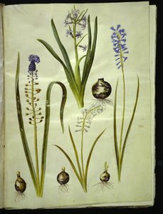 Hiacynt orientalny (hiacynt almindelig); Muscari comosum (duschiacyta); Brimeura amethystina (niebieski pirenejski) autorstwa Hans Simon Holtzbecker
