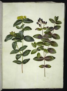 Hypericum androsaemum (dziurawiec zwyczajny) autorstwa Hans Simon Holtzbecker
