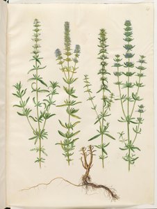 Hyssopus officinalis (prawdziwy hyzop) autorstwa Hans Simon Holtzbecker
