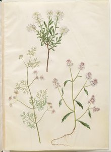 Iberis sempervirens (poduszka śnieżna); Coriandrum sativum (kolendra zwyczajna); Iberis amara (kwiat gorzkiej kokardki) autorstwa Hans Simon Holtzbecker