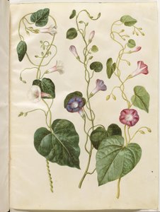 Ipomoea purpurea (purpur-pragtsnerle) autorstwa Hans Simon Holtzbecker