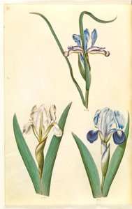 Iris graminea (tęczówka trawiasta); Iris lutescens lub Iris pumila (?) (tęczówka karłowata lub niska tęczówka) autorstwa Hans Simon Holtzbecker