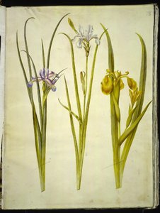 Trawa irysowa (graesbladet iris); tęczówka syberyjska (tęczówka sybirska); Iris pseudacorus (tęczówka gul) autorstwa Hans Simon Holtzbecker