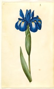 Iris latifolia (angielska tęczówka) autorstwa Hans Simon Holtzbecker