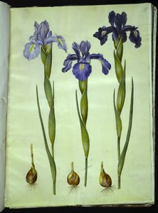 Iris latifolia (angielska tęczówka) autorstwa Hans Simon Holtzbecker