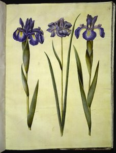 Iris latifolia (tęczówka angielska); Iris sibirica (kosaciec syberyjski) autorstwa Hans Simon Holtzbecker