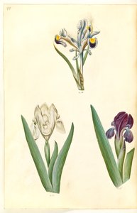 Iris persica (kosaciec perski); Iris lutescens lub Iris pumila (?) (tęczówka karłowata lub niska tęczówka) autorstwa Hans Simon Holtzbecker