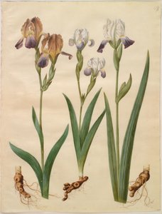 Iris ×sambucina (kosaciec półkowy); Iris ×amoena (hybryda tęczówki) autorstwa Hans Simon Holtzbecker