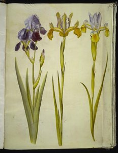 Iris ×sambucina (kosaciec półkowy); Iris latifolia (angielska tęczówka) autorstwa Hans Simon Holtzbecker