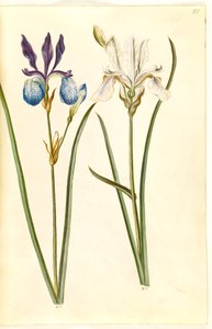 Iris sibirica (kosaciec sibiriskowy) autorstwa Hans Simon Holtzbecker