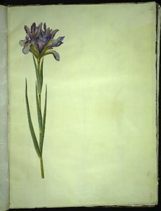 Iris xiphium (hiszpański irys) autorstwa Hans Simon Holtzbecker