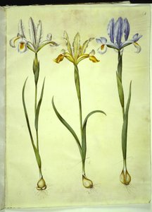 Iris xiphium (hiszpańska tęczówka) lub Iris latifolia (angielska tęczówka); Iris xiphium (hiszpański irys) autorstwa Hans Simon Holtzbecker