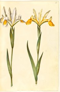 Iris xiphium, prawdopodobnie Iris latifolia (?) (hiszpańska tęczówka lub angielska tęczówka) autorstwa Hans Simon Holtzbecker