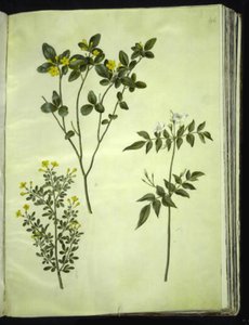 Jasminum odoratissimus (stue-jaśmin); Krzew jaśminowy (buski-jaśmin); Jasminum grandiflorum (duft-jaśmin) autorstwa Hans Simon Holtzbecker