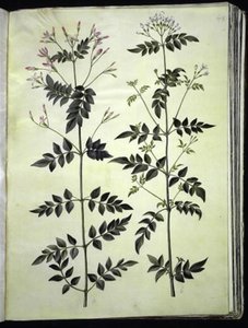Jasminum officinale (Jaśmin) autorstwa Hans Simon Holtzbecker