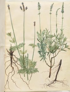 Lavandula multifida (kolec lawendowy); Lavandula angustifolia (prawdziwa lawenda) autorstwa Hans Simon Holtzbecker