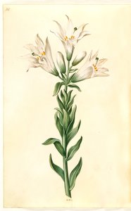 biała lilia (madonna-lilje) autorstwa Hans Simon Holtzbecker