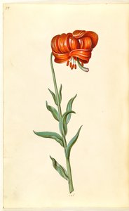 Lilia Chalcedon (rød turbanlilje) autorstwa Hans Simon Holtzbecker