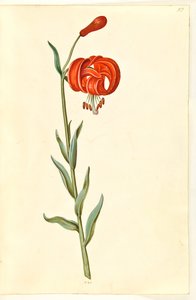 Lilia Chalcedon (rød turbanlilje) autorstwa Hans Simon Holtzbecker
