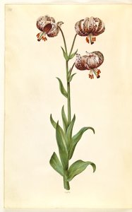 Lilium złotogłów (lilia wieniec) autorstwa Hans Simon Holtzbecker