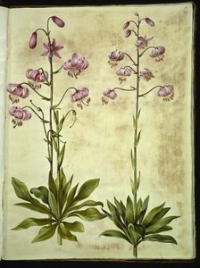 Lilium złotogłów (lilia wieniec) autorstwa Hans Simon Holtzbecker