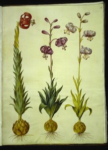 Lily pomponium (pompon-lilje); Lilia złotogłów (krans-lilje) autorstwa Hans Simon Holtzbecker