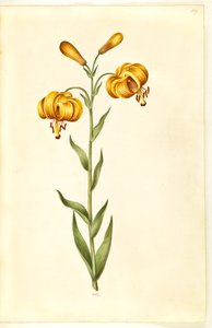 Lilium pyrenaicum (lilia pirenejska) autorstwa Hans Simon Holtzbecker
