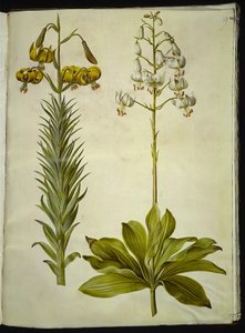 Lilium pyrenaicum (lilia pirenejska); Lilium złotogłów (lilia wieniec) autorstwa Hans Simon Holtzbecker