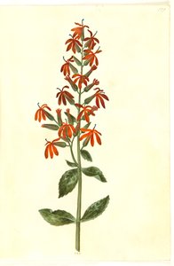 Lobelia cardinalis (lobelie kardynalne)