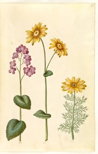 Roczny księżycowy (judaspenge); Doronicum pardalianches (hjertebladet gemserod); wiosenny Adonis (vår-adonis) autorstwa Hans Simon Holtzbecker