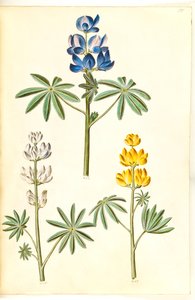 Wilk włochaty (blå lupin); Łubin biały (łubin biały); Łubin żółty (łubin żółty) autorstwa Hans Simon Holtzbecker