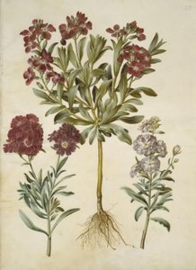 Matthiola incana (vinter-levkøj) autorstwa Hans Simon Holtzbecker