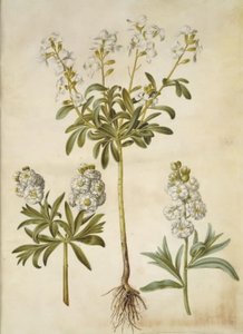 Matthiola incana (vinter-levkøj) autorstwa Hans Simon Holtzbecker