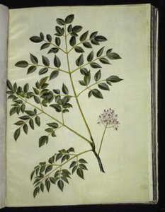 Melia azedarach (Paternostertrae) autorstwa Hans Simon Holtzbecker