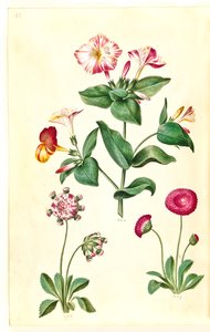 Mirabilis jalapa (cudowny kwiat); Bellis perennis (pospolita stokrotka) autorstwa Hans Simon Holtzbecker