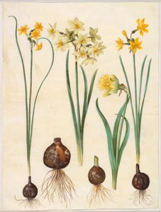 Narcissus jonquilla (rush-narcissus); Narcissus tazetta aureus (złoty tazet); Narcissus pseudonarcissus bicolor (żonkil dwukolorowy)