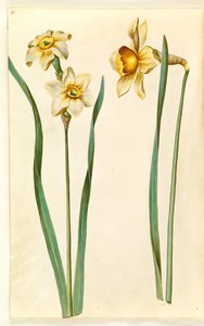 Narcissus ×mediluteus (narcyz toblomstret); Narcyz × nieporównywalny (mieć-narcyza) autorstwa Hans Simon Holtzbecker