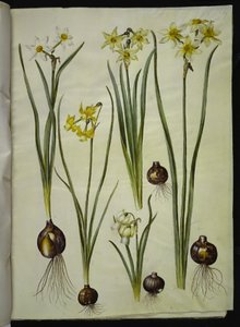 Narcyz poetycki (pinselilje); Narcissus triandrus (orchid-narcissus); Narcissus ×mediluteus (narcyz toblomstret) autorstwa Hans Simon Holtzbecker