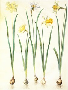 Narcissus pseudonarcissus, Narcissus poeticus, Narcissus × incomparabilis autorstwa Hans Simon Holtzbecker