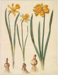 Narcissus pseudonarcissus major (duży żonkil); Narcissus pseudonarcissus bicolor (dwukolorowy żonkil); Narcyz pseudonarcissus autorstwa Hans Simon Holtzbecker