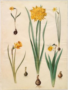 Narcissus pseudonarcissus minor; Narcissus pseudonarcissus (żonkil); Narcyz ×tenuior; Narcissus bulbocodium (krynolina narcyz); Narcissus pseudonarcissus bicolor (żonkil dwukolorowy) autorstwa Hans Simon Holtzbecker