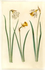 Narcissus pseudonarcissus moschatus (piżmo-narcyz); Narcissus bulbocodium (krynolina-narcyz); Narcyz pseudonarcissus (påskelilje) autorstwa Hans Simon Holtzbecker