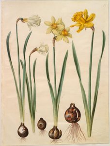 Narcissus pseudonarcissus moschatus (piżmo-narcyz); Narcissus ×mediluteus (narcyz toblomstret); Narcissus pseudonarcissus major (stor påskelilje) autorstwa Hans Simon Holtzbecker
