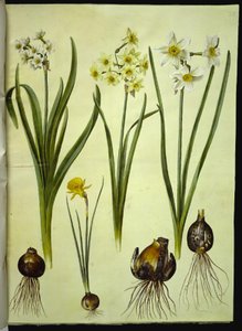 Narcyz tazetta (tazet); Narcissus ×medioluteus (toblomstret narcis); Narcissus bulbocodium (krinolina-narcis) autorstwa Hans Simon Holtzbecker