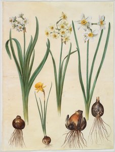 Narcissus tazetta; Narcissus orientalis; Corbularia bulbocodium autorstwa Hans Simon Holtzbecker