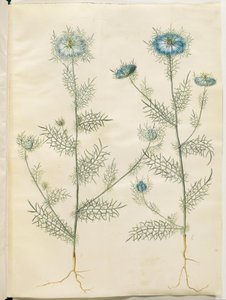 Nigella damascena (dziewica w zieleni) autorstwa Hans Simon Holtzbecker