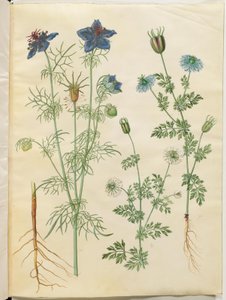Nigella hispanica (diabeł w buszu); Czarnuszka siewna (czarnuszka) autorstwa Hans Simon Holtzbecker