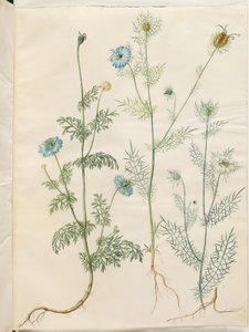 Nigella sativa (czarnuszka); Nigella damascena (dziewica w zieleni) autorstwa Hans Simon Holtzbecker