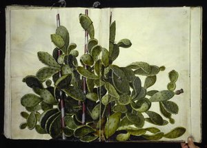 Opuntia ficus-indica, Opuntia humifusa lub Opuntia monacantha (sztuka figenkaktus) autorstwa Hans Simon Holtzbecker