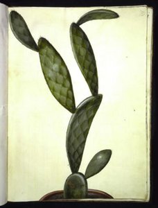 Opuncja monacantha autorstwa Hans Simon Holtzbecker